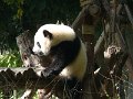 Pandas (042)